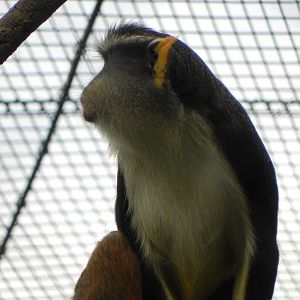 Wolf's guenon