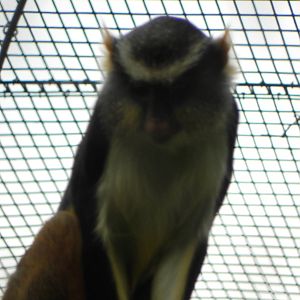 Wolf's guenon