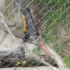 Wolf's guenon