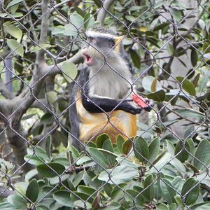 Wolf's guenon