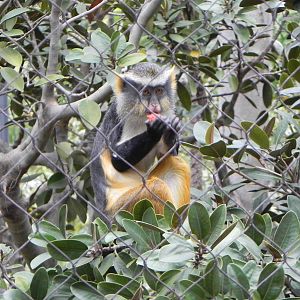 Wolf's guenon