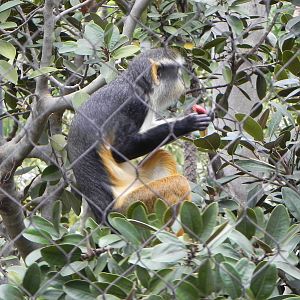 Wolf's guenon