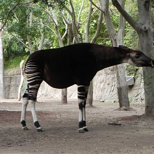 okapi