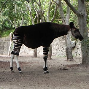 okapi