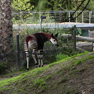 okapi