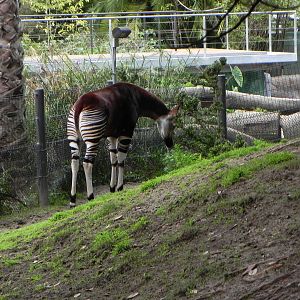 okapi