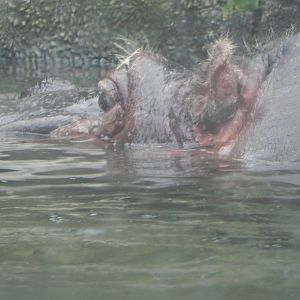 Mama hippo