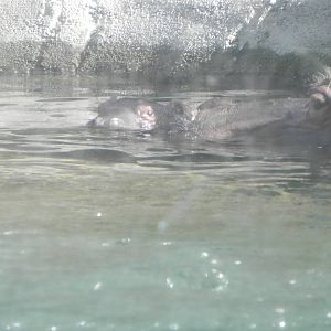 Mom and baby hippo