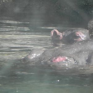 Mom and baby hippo