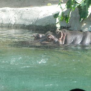 hippo