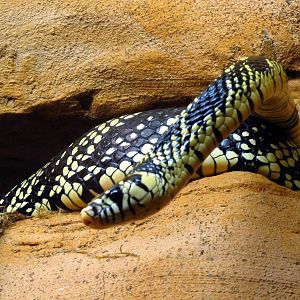 Central American Tiger Rat Snake