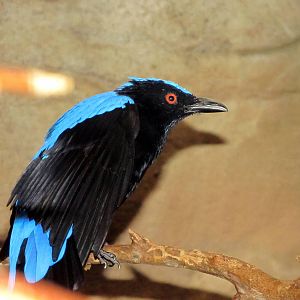 Fairy Bluebird