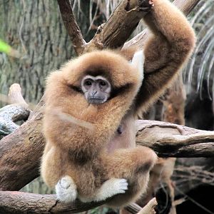 White-handed Gibbon
