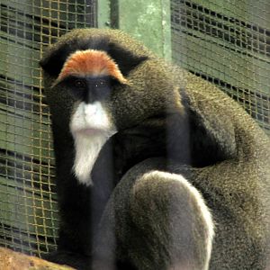 DeBrazza's Monkey