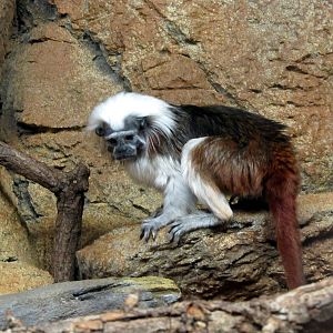 Cotton-top Tamarin