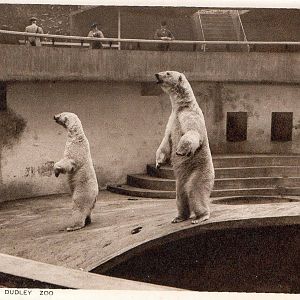 OLD ZOO POLAR BEAR PIT BEFORE 1950