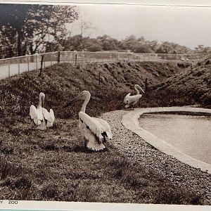 OLD ZOO PELICANS ENCLOSURE BEFORE 1950