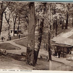 OLD ZOO LLAMA AND AVAIRY BEFORE 1950