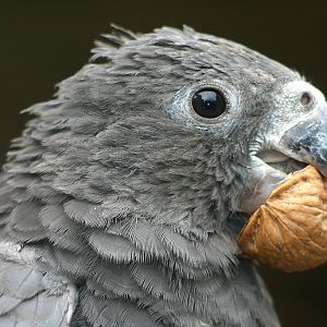 Greater Vasa Parrot at Chester 2006