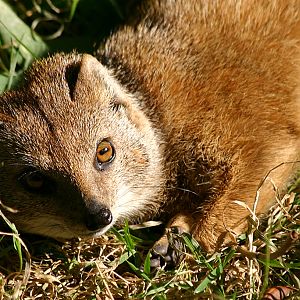 Yellow Mongoose at Chester 2007