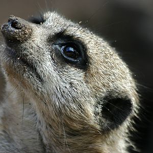 Meerkat at Chester 2007