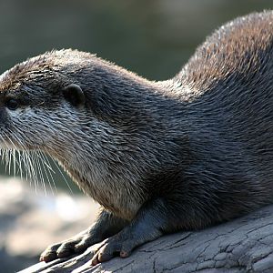 Asian Short Clawed Otter at Chester 2007