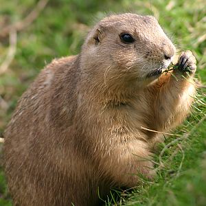 Prairie Marmot at Chester 2006