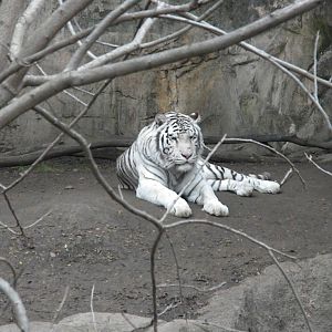White Tiger