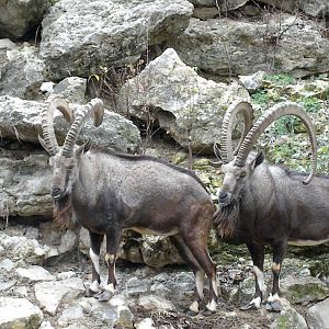 Nubian Ibex