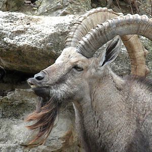 Nubian Ibex