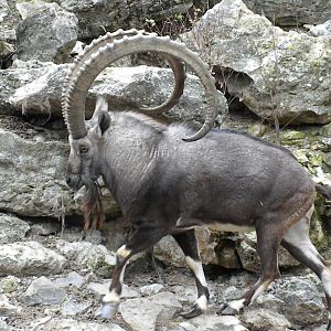Nubian Ibex