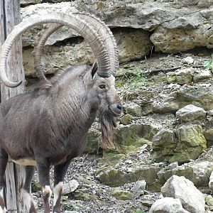 Nubian Ibex