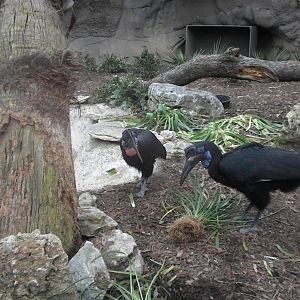 Abyssinian Ground Hornbill