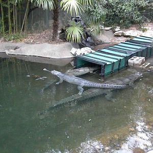 Gharial moving crate