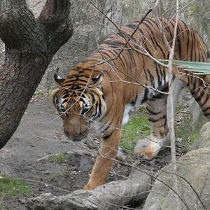 Malayan Tiger