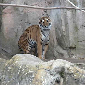 Malayan Tiger