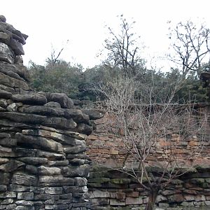 Unused caprid exhibits above the lion exhibit