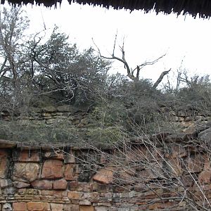 Unused caprid exhibits above the lion exhibit