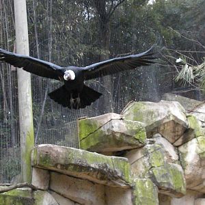 Andean Condor