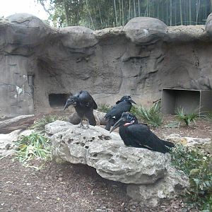 Abyssinian Ground Hornbill