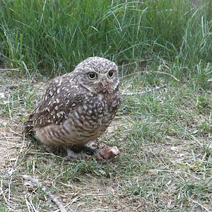 Burrowing Owl