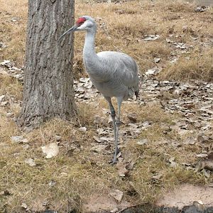 Sandhill Crane