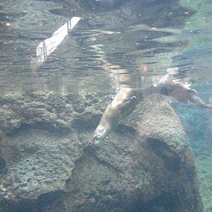 River Otters