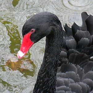 Black Swan