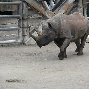 Southern Black Rhino
