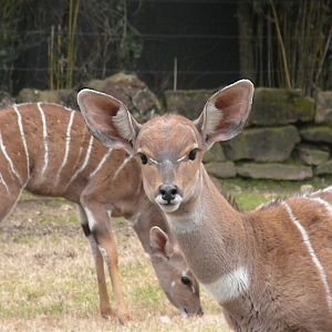 Lesser Kudu