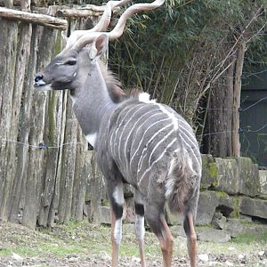 Lesser Kudu
