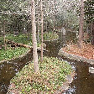 Cypress Bayou in Texas Wild