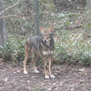 Red Wolf