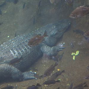 American Alligator